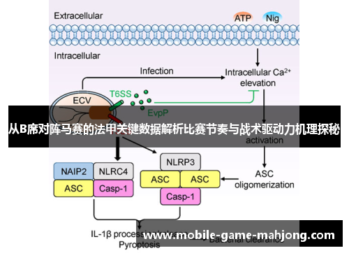 从B席对阵马赛的法甲关键数据解析比赛节奏与战术驱动力机理探秘